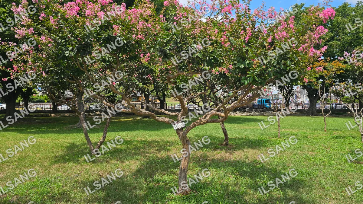 A tree with pink flowers in a park.
