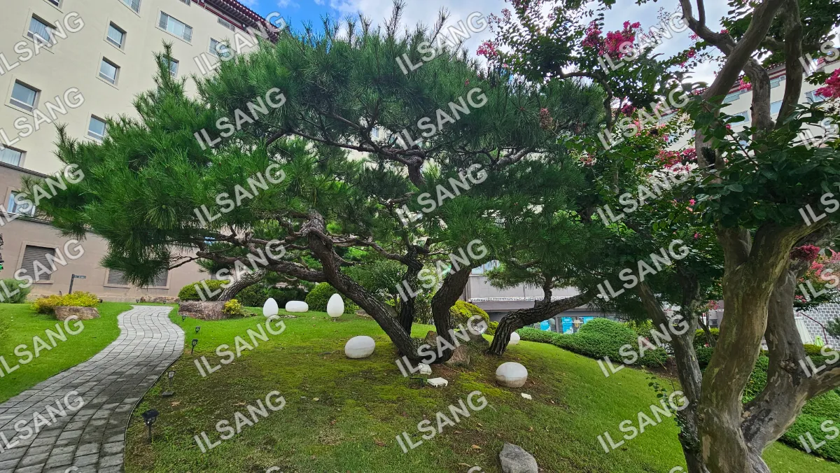 A tree with white balls on the ground.