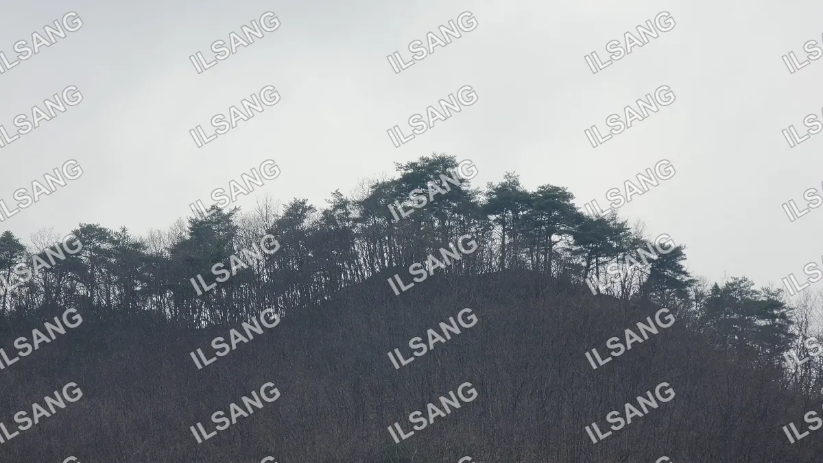 A view of a hill with trees.