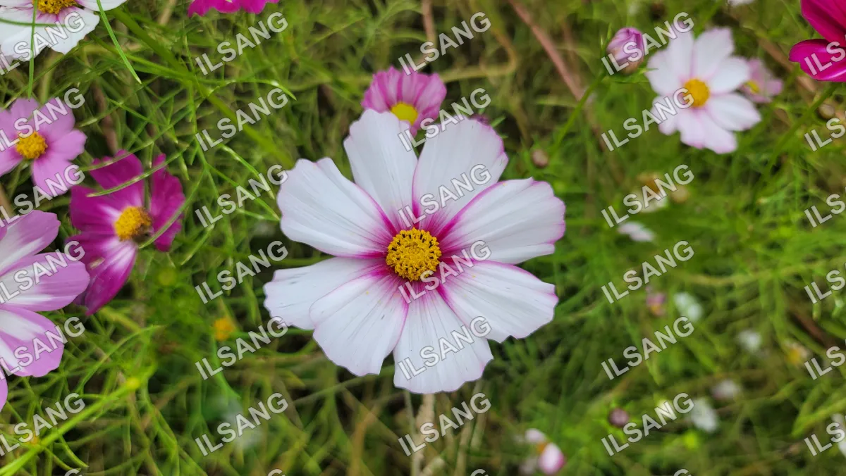 A white and pink flower with a yellow center.