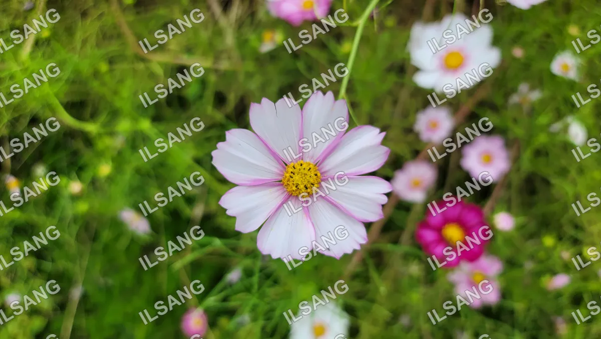 A white and pink flower with yellow center.