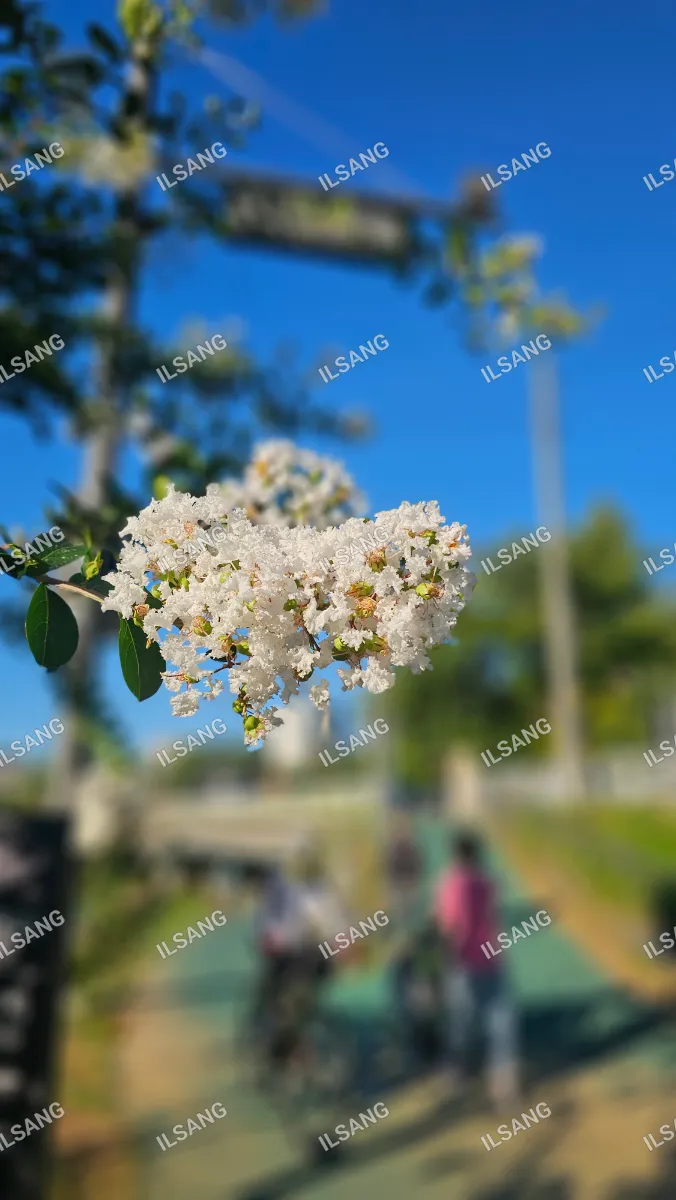 A white flower is blooming on a tree branch.