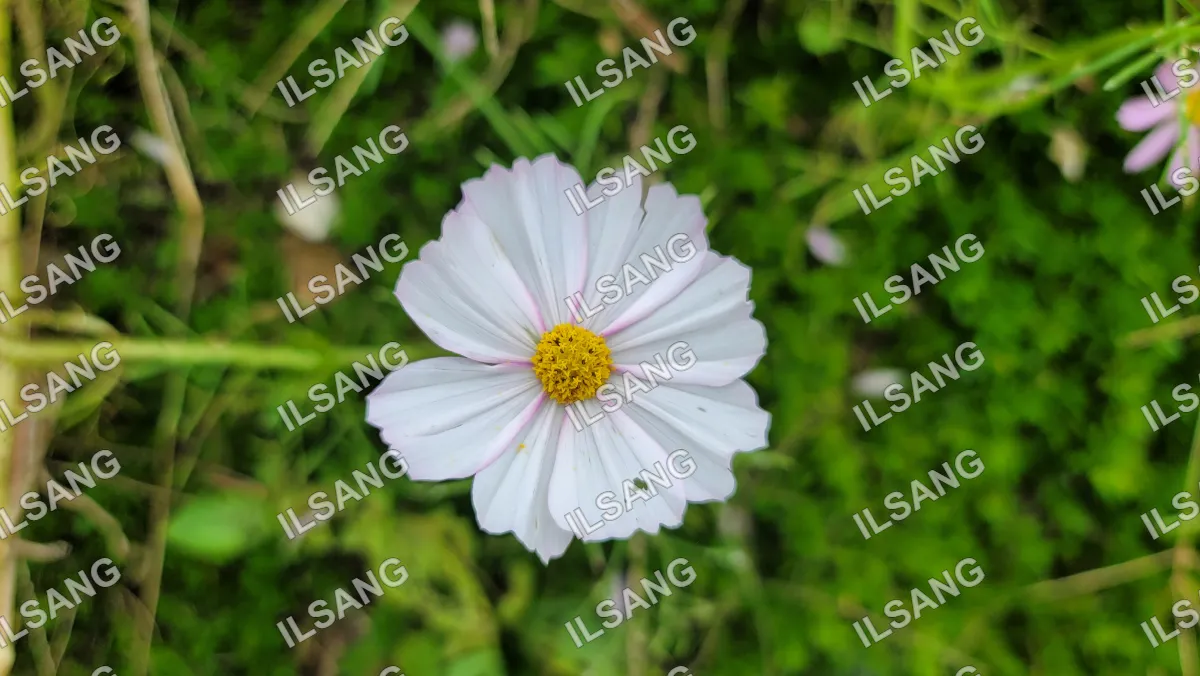 A white flower with a yellow center is in a field of grass.