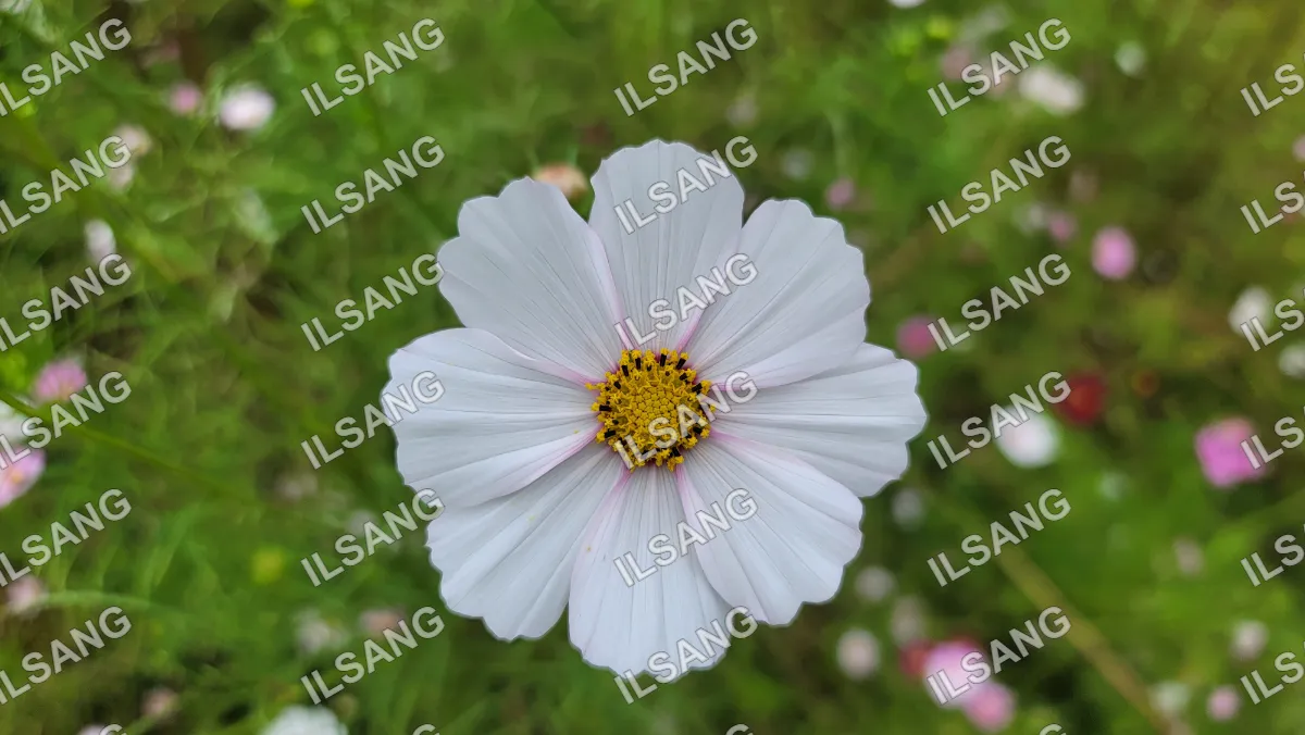 A white flower with yellow center.