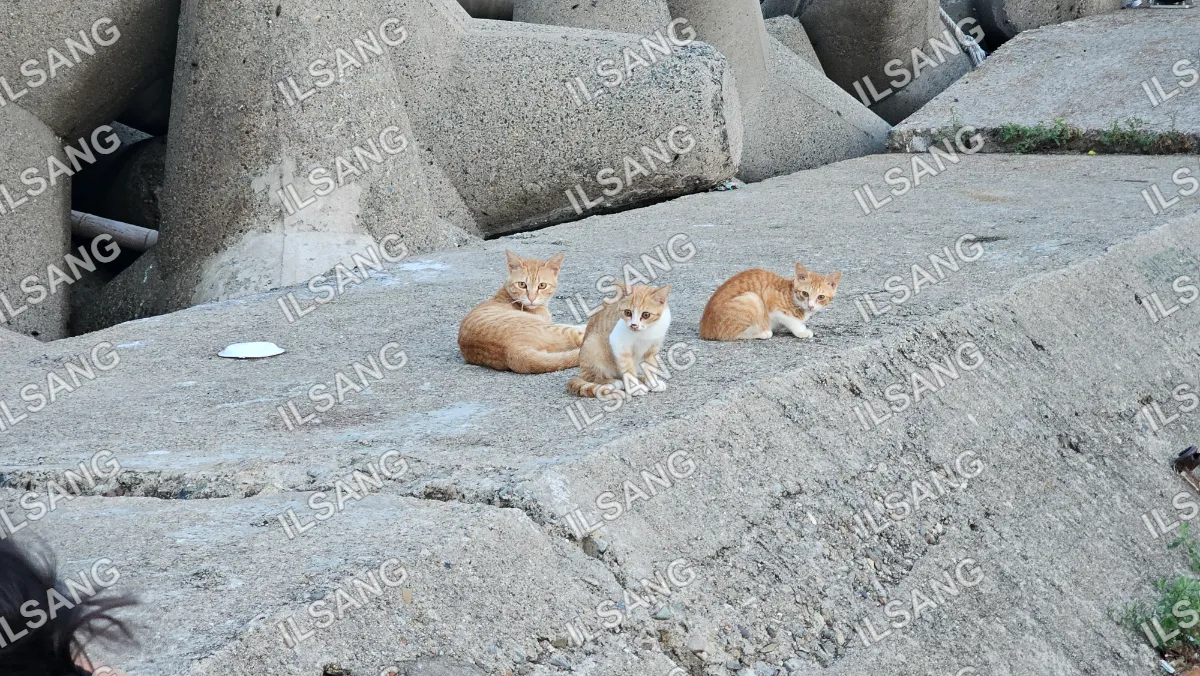 Three orange cats sitting on a rocky surface.