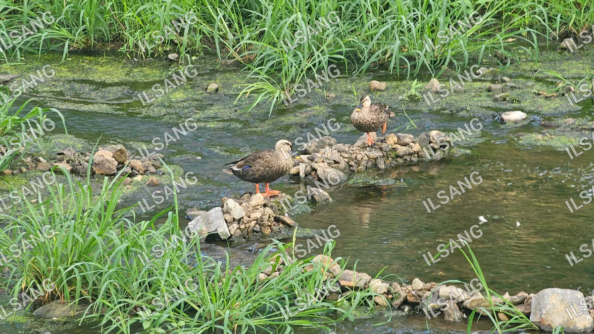 Two ducks standing on rocks in a river.