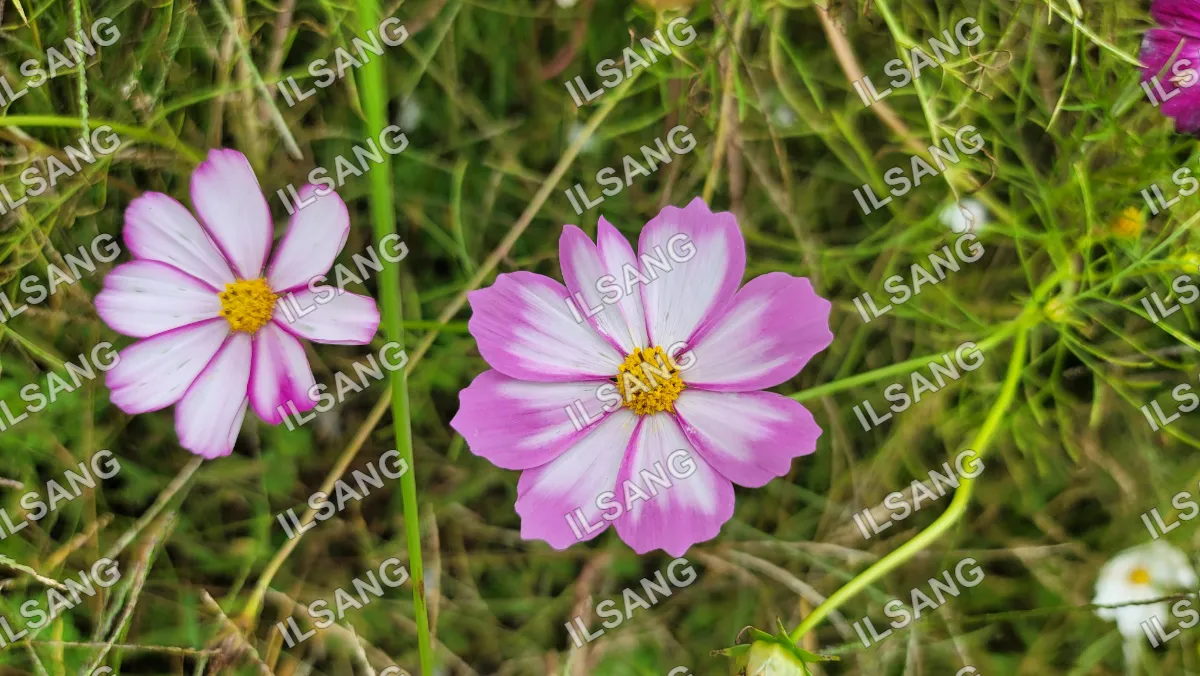 Two purple flowers with yellow centers are growing in the grass.
