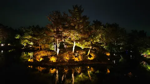 A beautifully lit tree with a reflection in the water