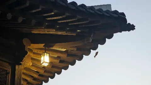 A bird is hanging from a roof in front of