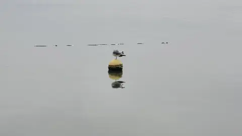 A bird is standing on a buoy in the water