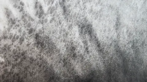 A black and white photo of a horse's back