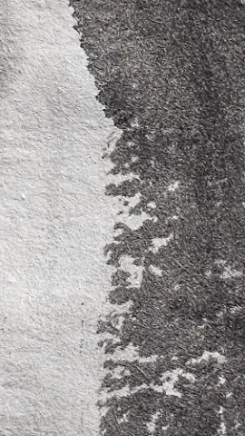 A black and white photo of a tree branch