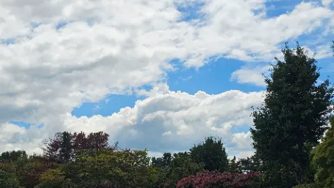A cloudy blue sky with a tree in the foreground