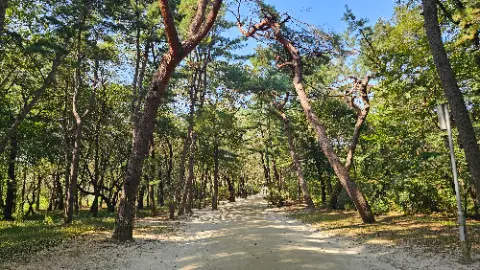 A dirt road is surrounded by trees and bushes