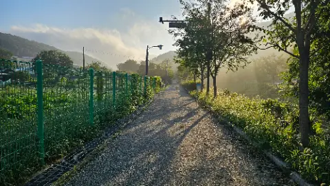 A dirt road with trees on either side