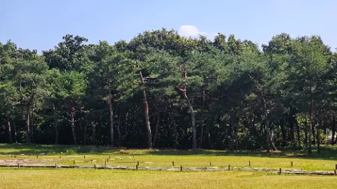 A forest of pine trees with a clear blue sky