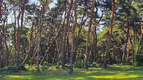 A forest of trees with a blue sky above