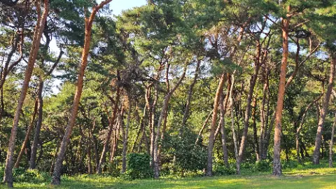 A forest of trees with a blue sky above