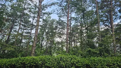 A forest of trees with a blue sky above