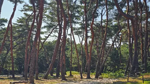 A forest of trees with a dirt road in the