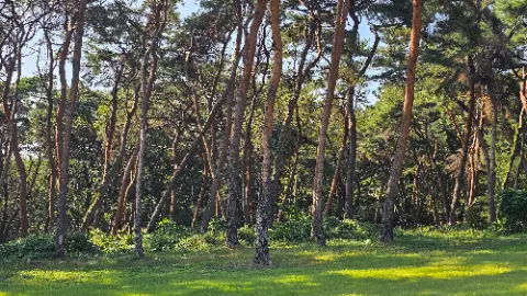 A forest of trees with a green grassy area
