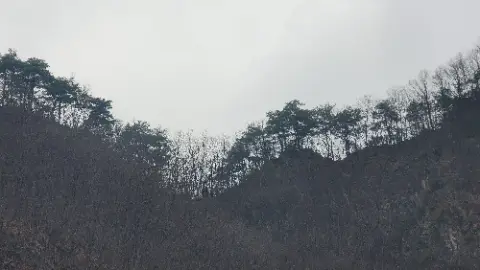 A forest of trees with a mountain in the background