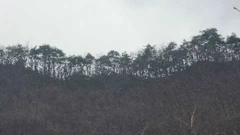 A forest of trees with no leaves on them
