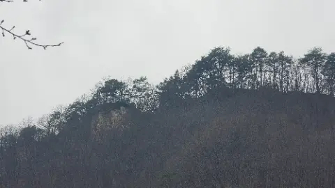 A forest of trees with no leaves on them