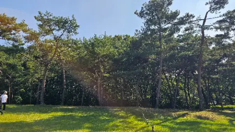 A green field with a few trees and a blue