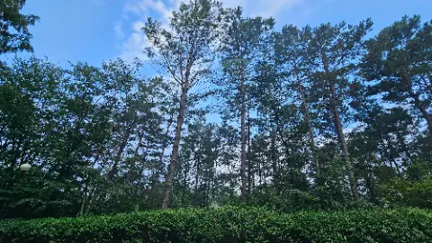 A group of trees in a forest with a blue