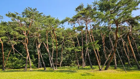 A group of trees with a blue sky above