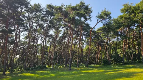 A group of trees with a blue sky in the