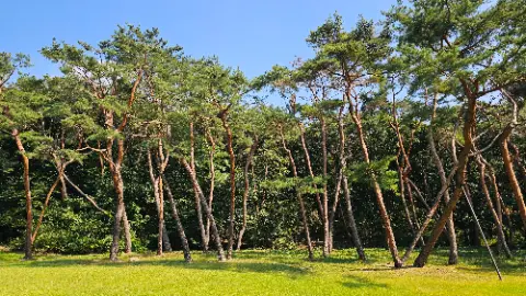 A group of trees with a blue sky in the