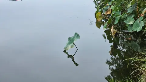 A leaf is floating on the water