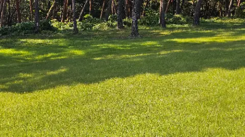 A lush green field with trees in the background