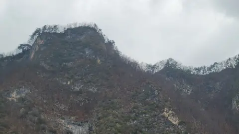 A mountain with trees on it
