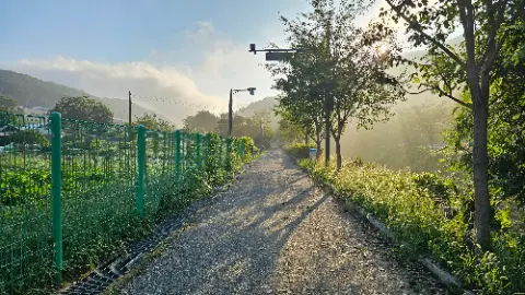 A pathway in a forest with trees and a street