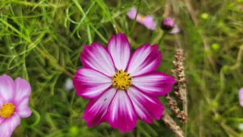 A pink flower with yellow center is in a field