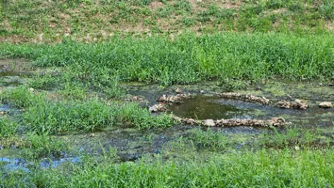 A pond with a rock circle in the middle of
