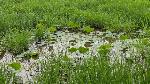 A pond with lily pads and green grass