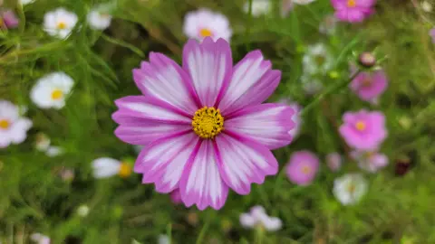 A purple flower with a yellow center is in a