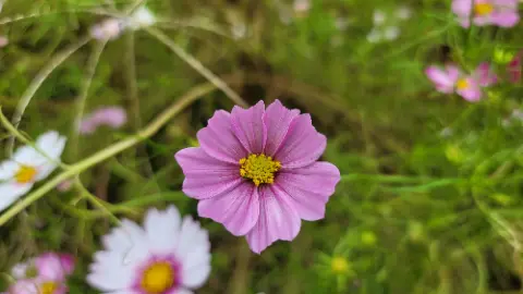A purple flower with yellow center