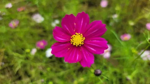 A purple flower with yellow pollen in the center