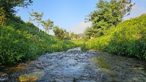 A river with green grass and trees in the background