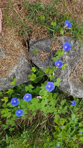 A rock with green plants growing on it