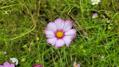 A small pink flower with a yellow center is surrounded