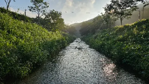 A small stream of water with a forest in the