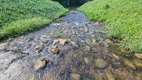 A small stream of water with rocks and plants in