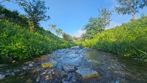 A small stream of water with rocks and trees in