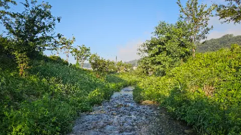 A small stream of water with trees and bushes on